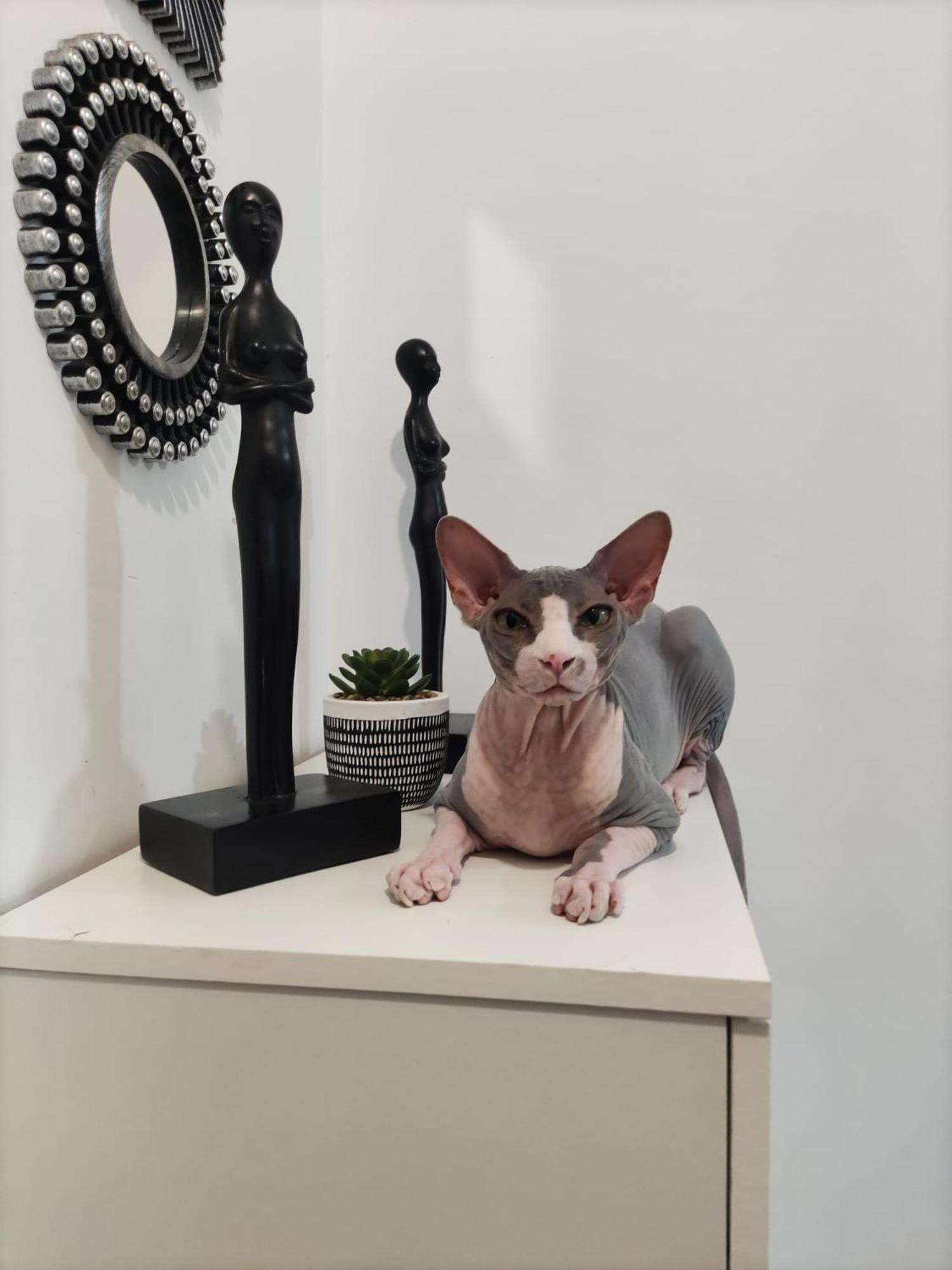 マドリードCasa De Cissアパートメント エクステリア 写真